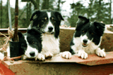 dogs