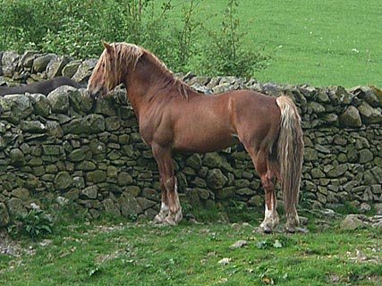 Stud Stallion
