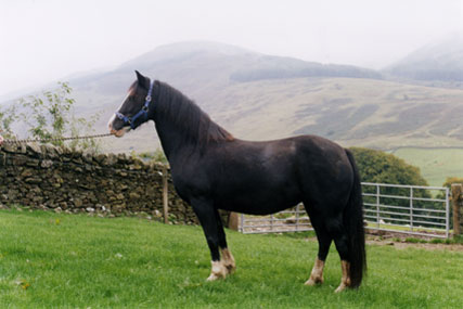 Tynybryn Rosina